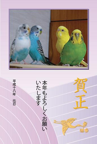 Tasteful Life 過去の時節インコ画像集
