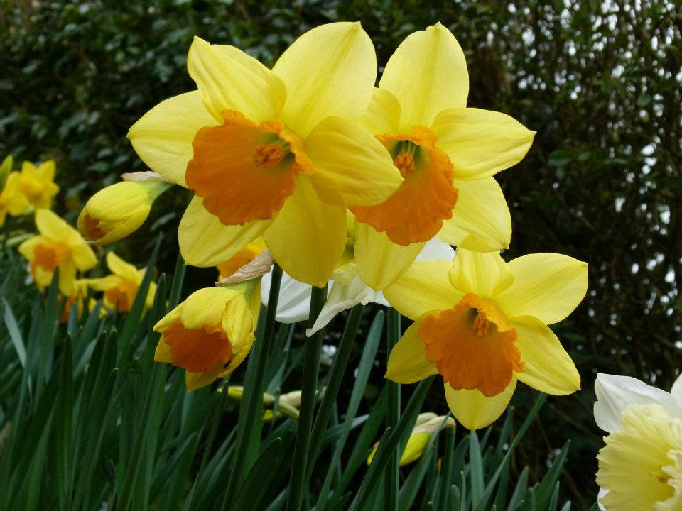 Delightful Daffodils  Fables and Flora