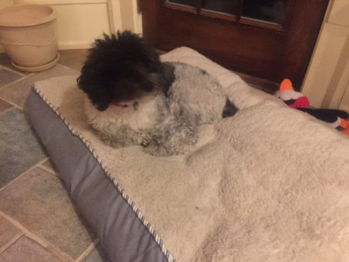 Bailey