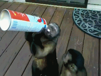 whipped cream monkey GIF 2