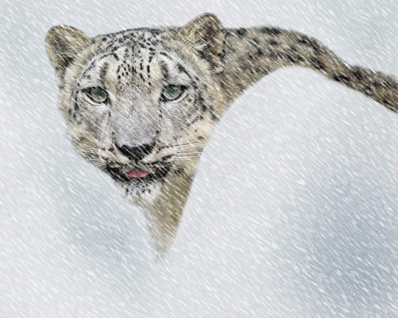 Snow Leopard Wallpapers