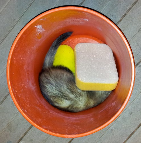 bucket ferret