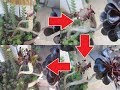 [コンプリート！] 多肉 植物 黒 法師 増やし 方 146051-多肉植物 黒法師 増やし方