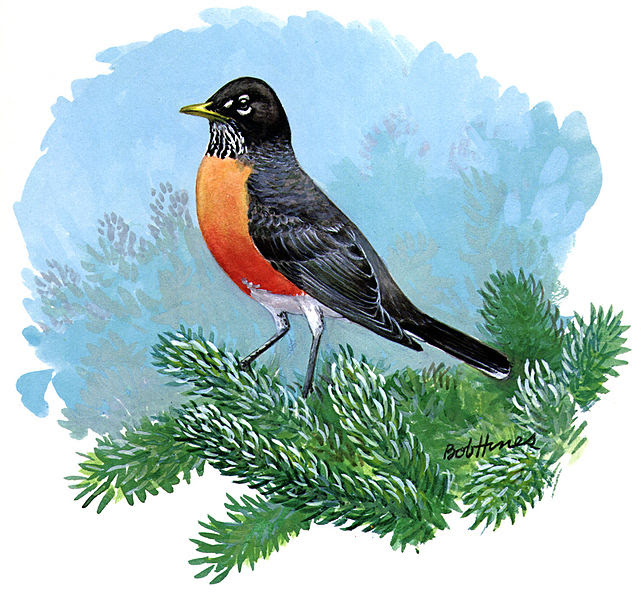 American Robin