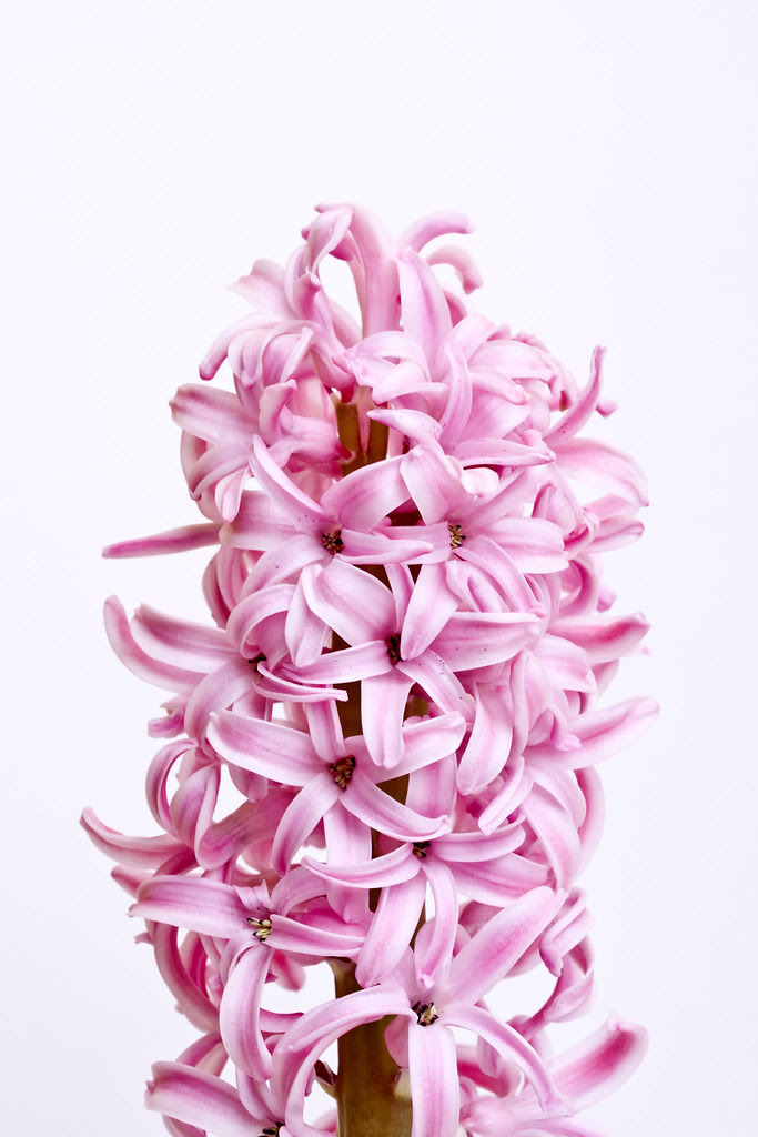 Spring Flowers Names Happy Birthday Flowers Pictures
