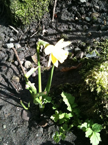 spring flowers pictures