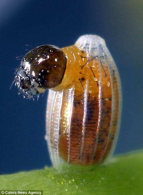 Transformation: The baby caterpillar is seen here emerging from its shell, which it will later eat increasing in size several thousand-fold before changing into a pupa