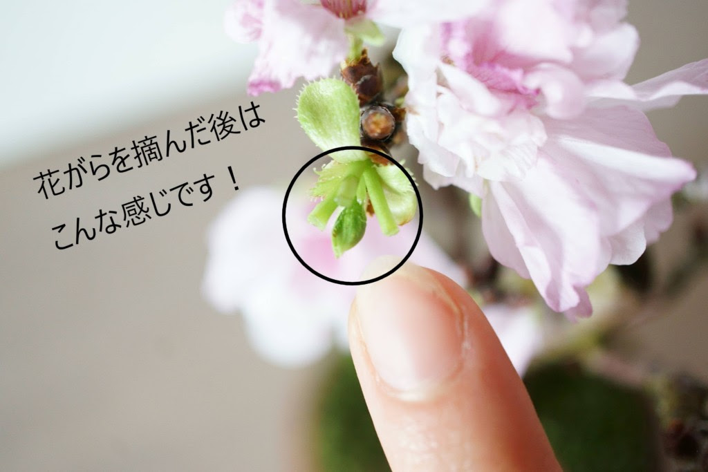 桜盆栽 花が咲いたら 花がら摘みをしましょう 石木花