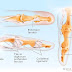Left Leg Flexor Tendon Location - Tendons are located all over your body.