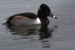 ducks 048