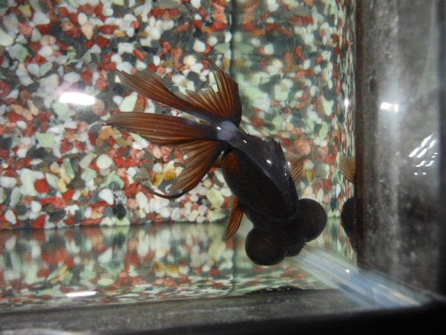 出目金が水カビ病に 金魚とメダカの飼育日記 楽天ブログ