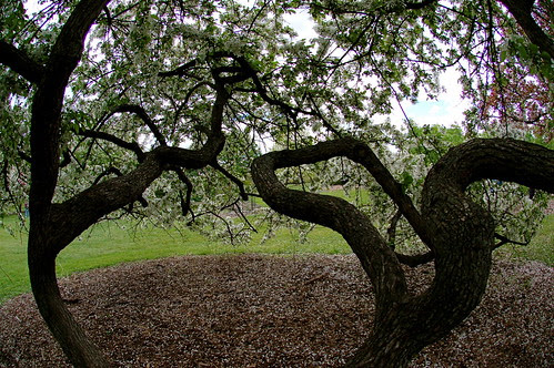 Flowering trees