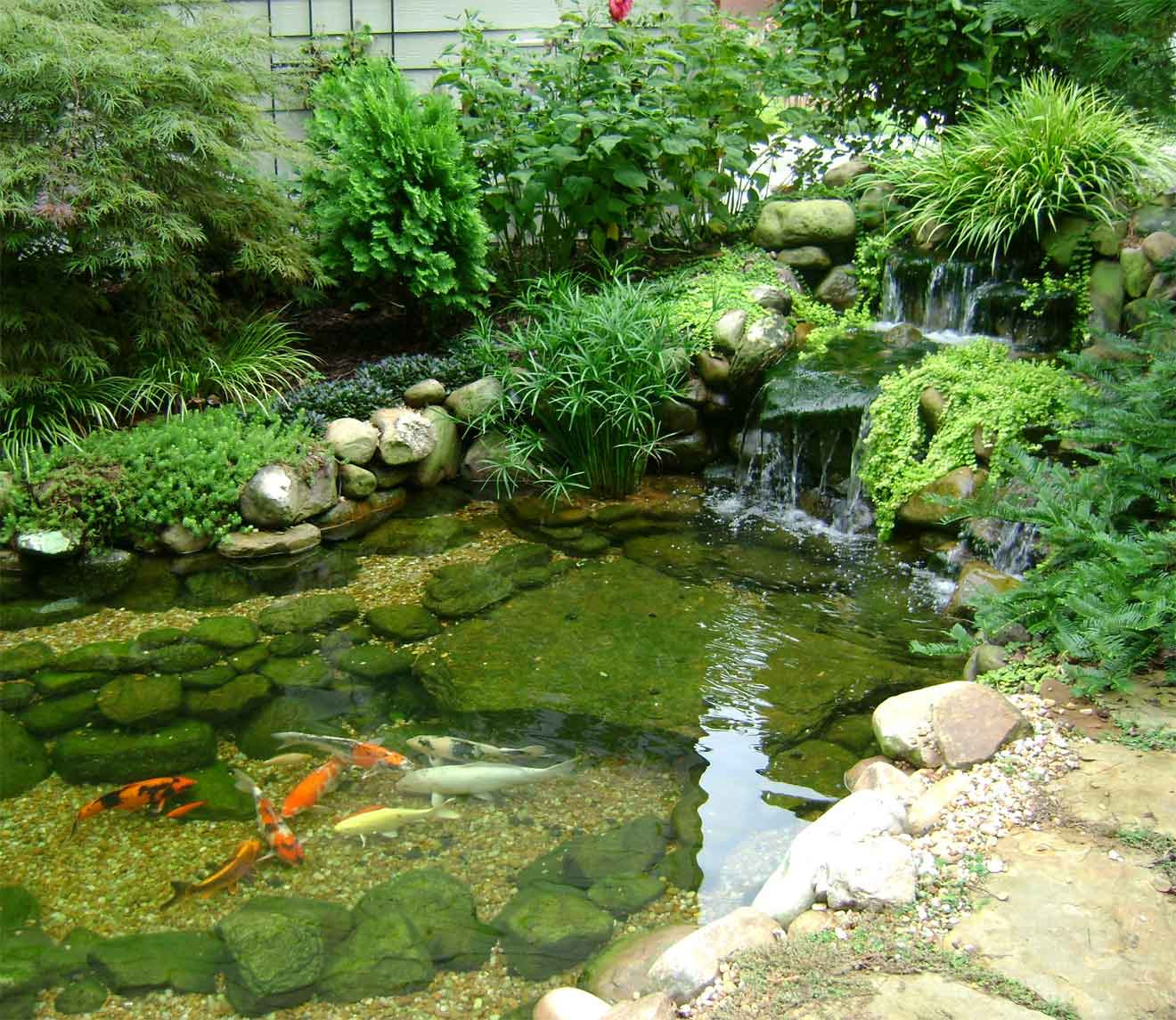 Koi Ponds - Sheebridge Construction Ltd