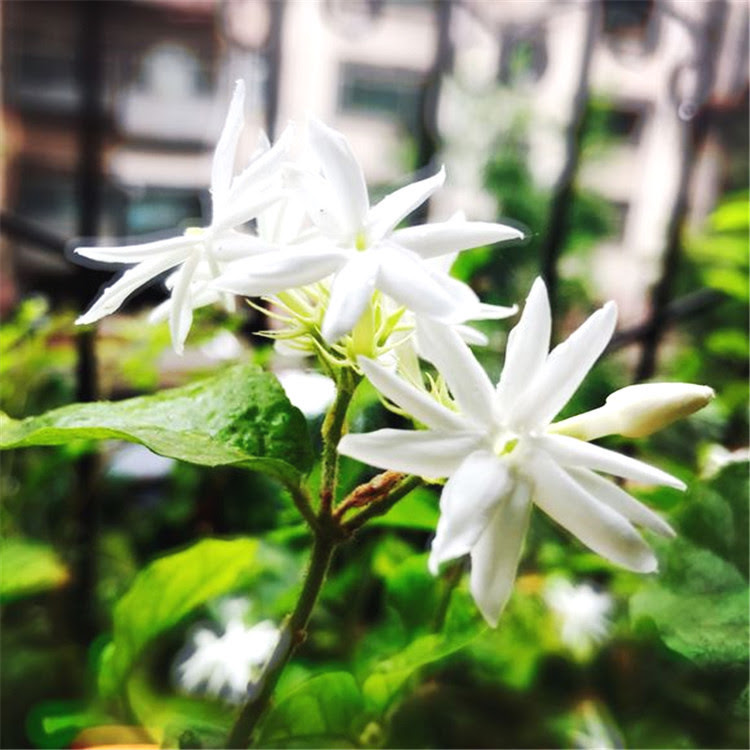 夏天养茉莉 用这4诀窍 保准7月开出最美伏花 看点快报