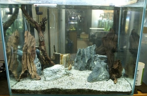 プレコ水槽ができるまで Uv 神畑養魚株式会社