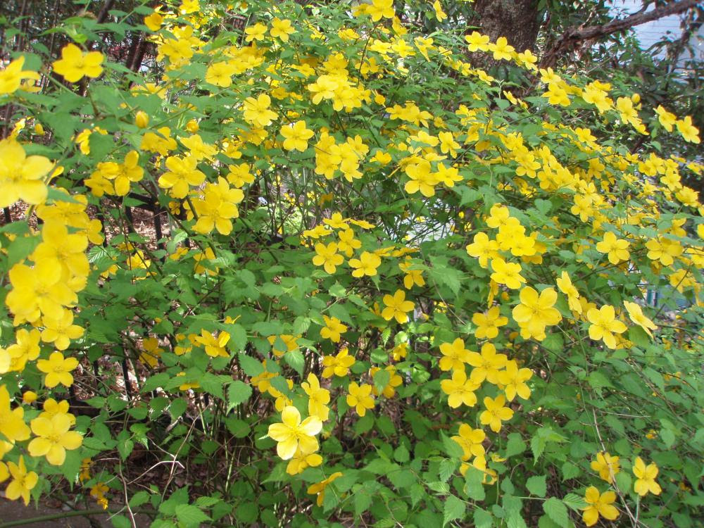 日陰で楽しむガーデニング