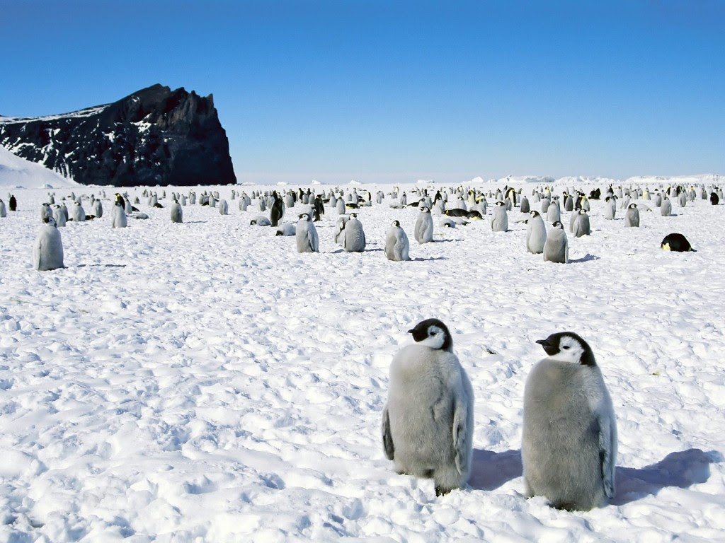 ペンギンの壁紙 Wallpaper Pad 壁紙まとめサイト