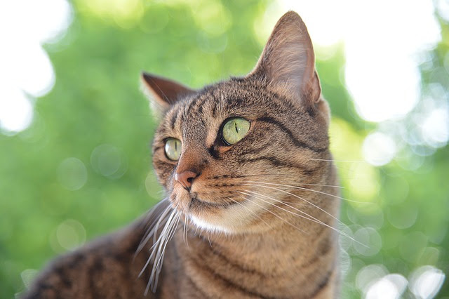 猫のひげが抜けたけど大丈夫 ひげは金運お守りになるって本当
