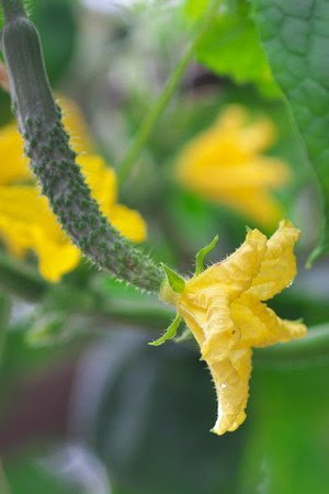 キュウリ 花が咲かない理由は
