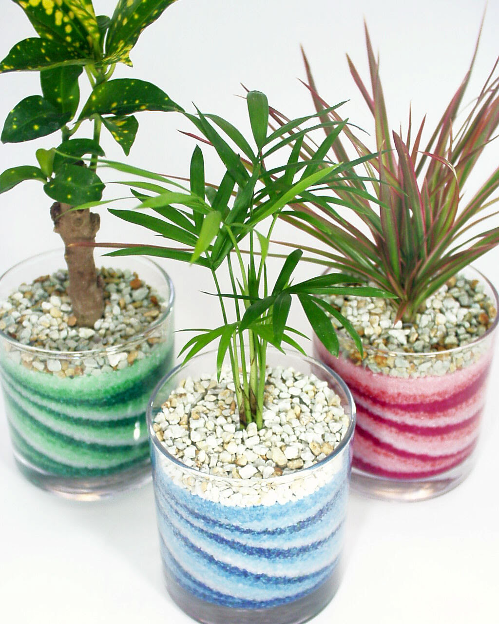 観葉植物のハイドロカルチャー専門店 グラスハウス