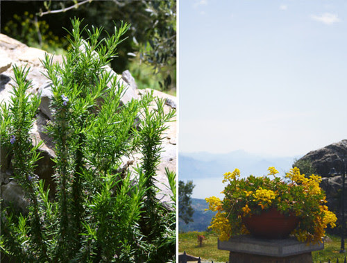 Rosemary