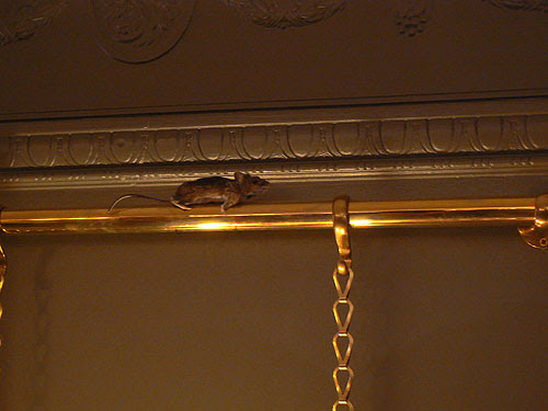 souris ted baker.jpg