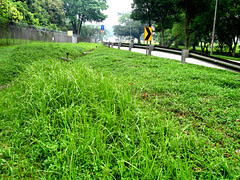 Grass at Choa Chu Kang Road