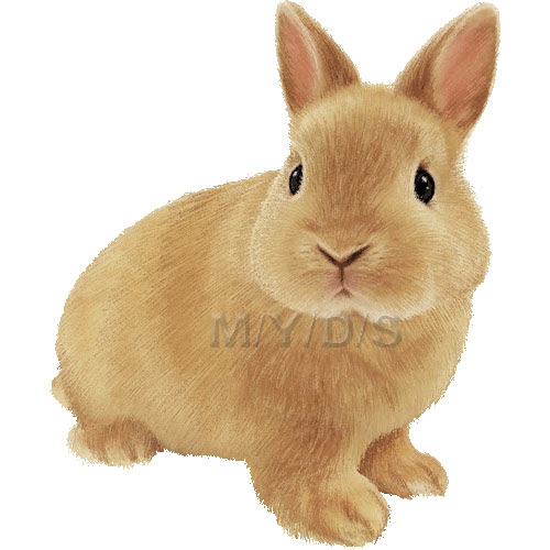 ネザーランド ドワーフ 兔 ウサギのイラスト 条件付フリー素材集