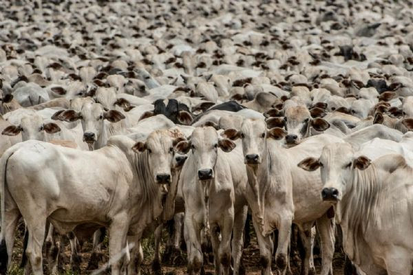 Pecuária em Mato Grosso acredita em 2016 positivo com liberação de novos mercados