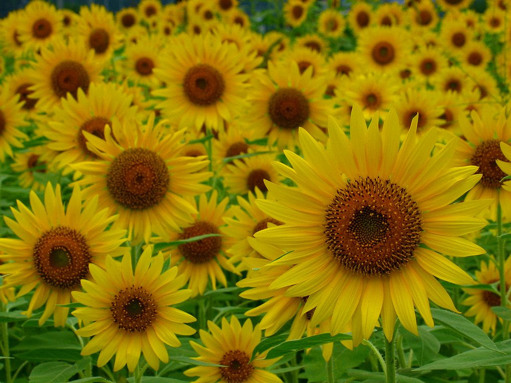ひまわり畑とひまわりの花 壁紙写真 花の無料壁紙写真 花の無料写真素材 四季の花の写真集