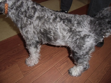 犬の糖尿病 ノボリンｒが効果あった症例 川崎市多摩区 オダガワ動物病院