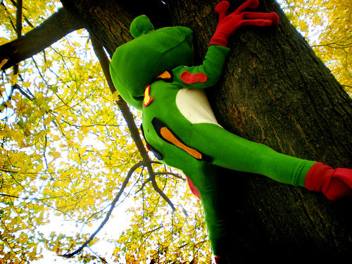 tropical tree frog