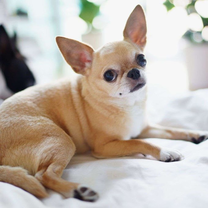 Curiosidades sobre el chihuahua