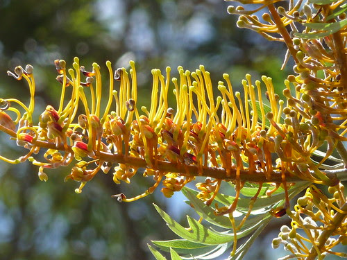 Grevillea flower