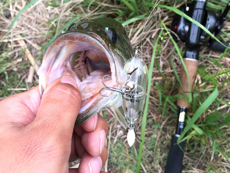 淀川バス釣り 夏のおすすめルアー10選 Osaka Fishing 淀川バス釣り 関西近郊ソルトルアーフィッシング