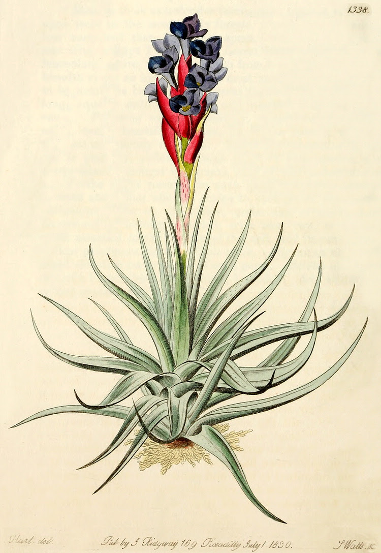 Tillandsia dianthoidea: as T.