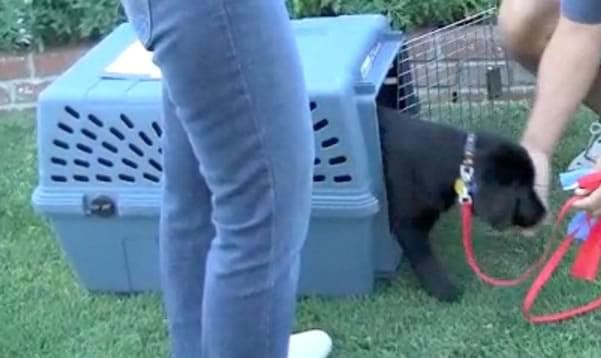 Crate Training