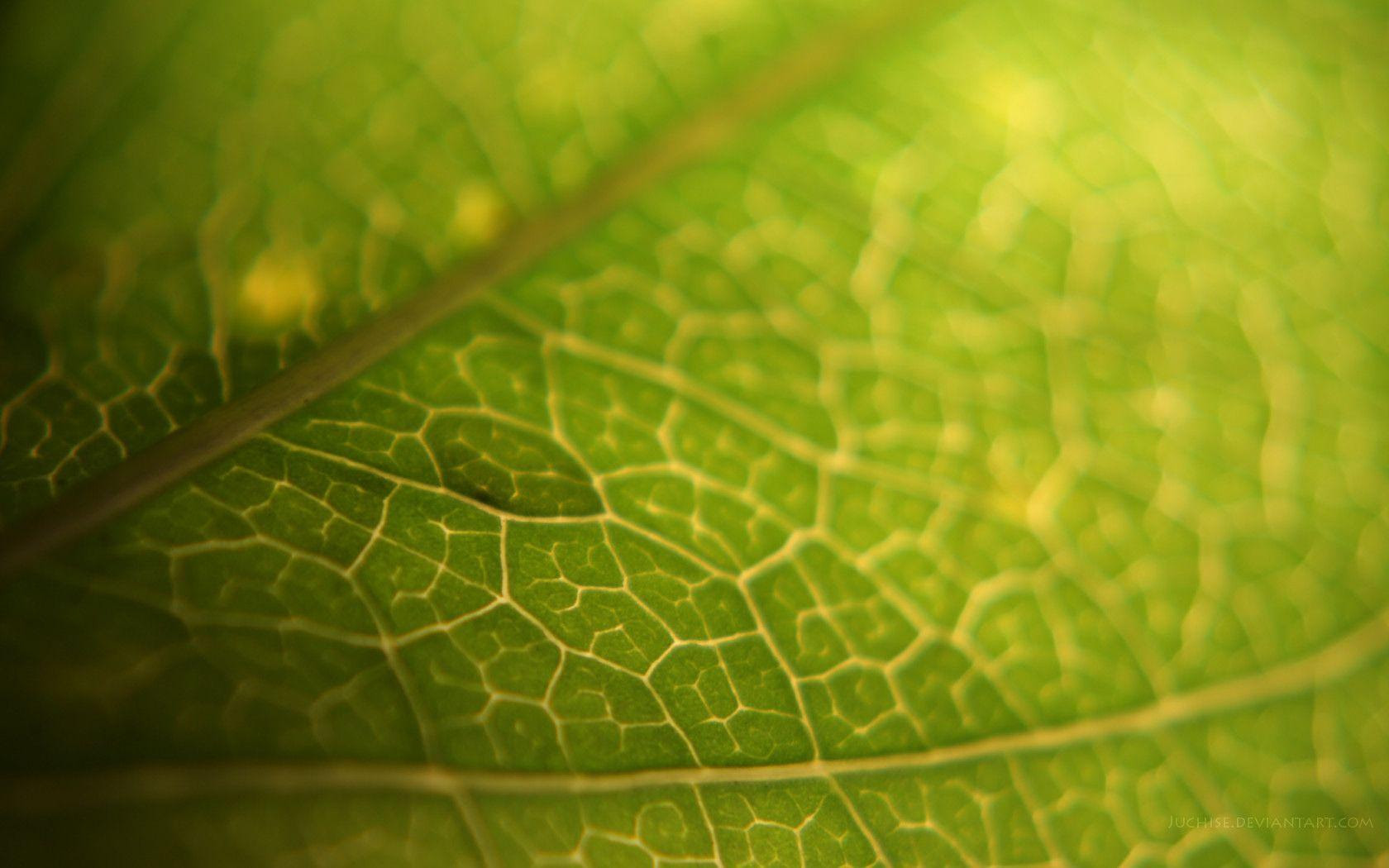 Leaf Wallpapers Wallpaper Cave HD Wallpapers Download Free Map Images Wallpaper [wallpaper684.blogspot.com]