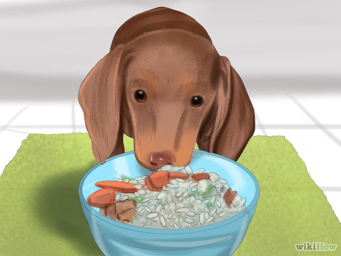 Make Your Dog Smell Better Step 13 Version 2.jpg