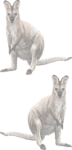 アカクビ ワラビーのイラスト 条件付フリー素材集