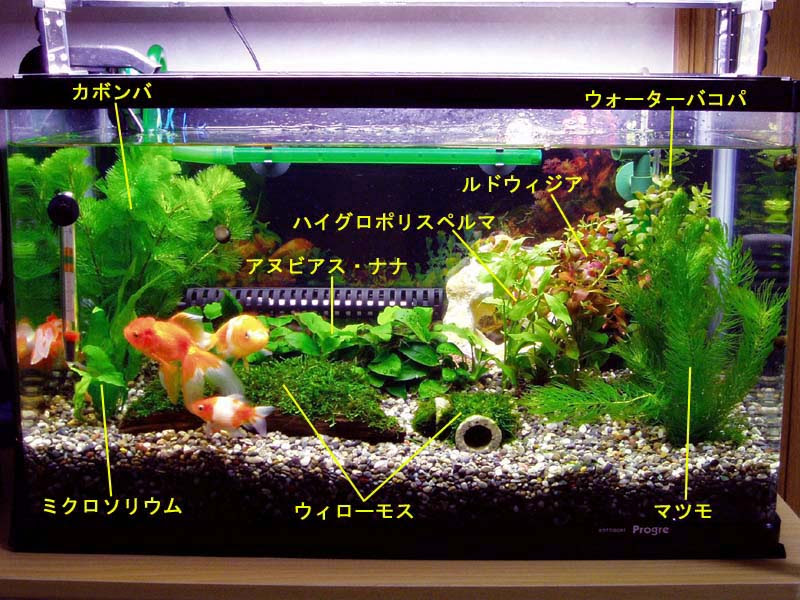 我が家の金魚たち 水草追加