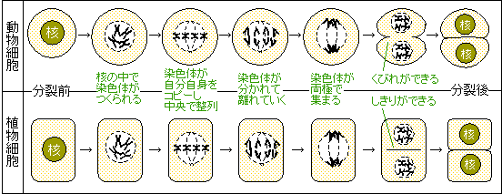 細胞 印刷用まとめ