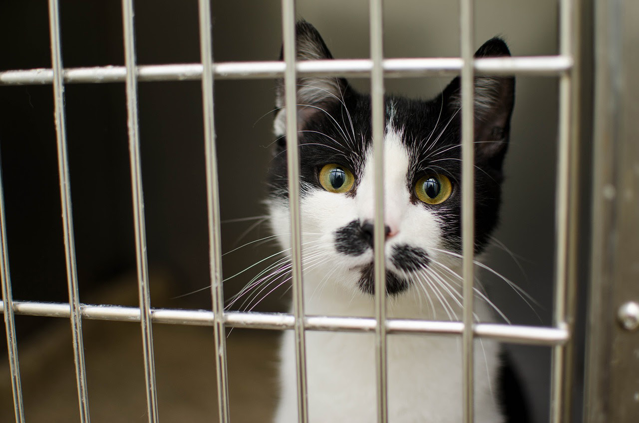 野良猫を捕獲する前に知っておきたい注意点と子猫の保護方法