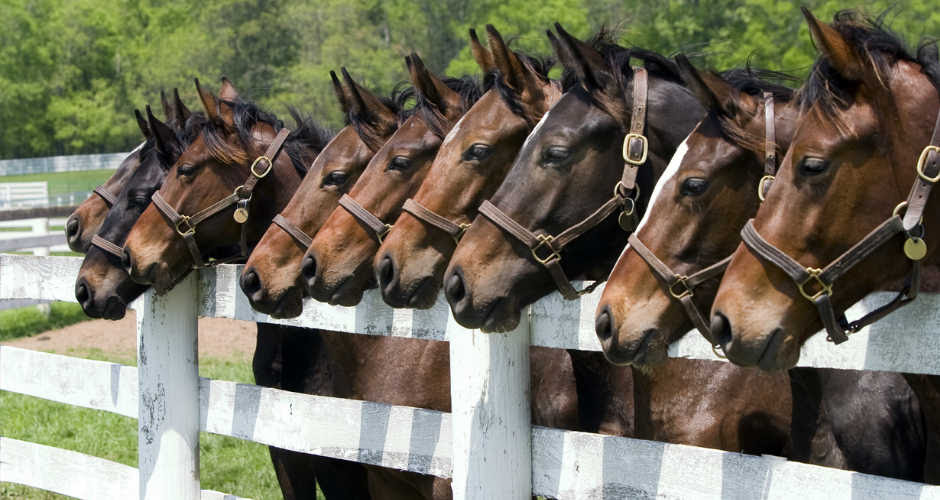 Home Of Horsecall