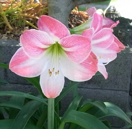 アマリリス ユリじゃありません
