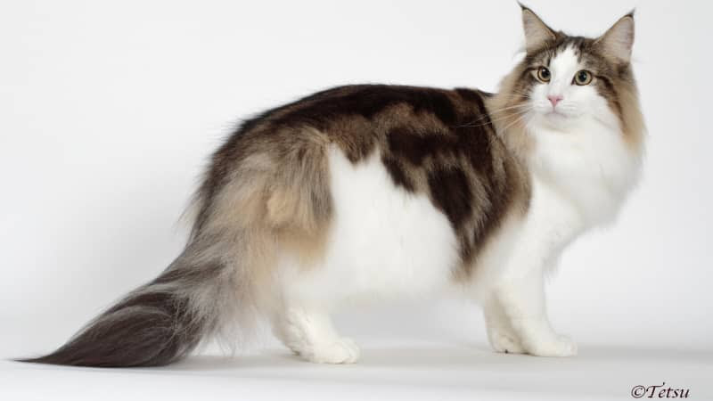 ゴージャスという言葉がふさわしいノルウェージャンフォレストキャット ペトハピ Pet Happy