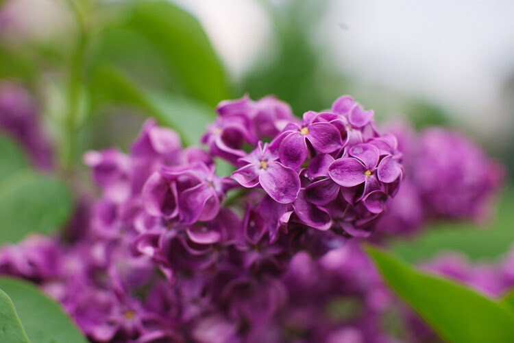 Memorable Jaunts DPS Article What you want to know - Lilacs in the rain-1