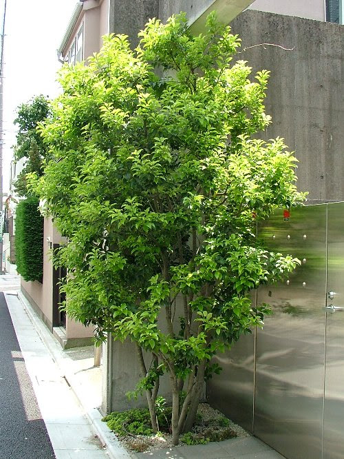 ソヨゴ