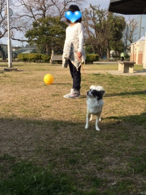 犬種別 食べさせていいもの 悪いもの らみしん日記