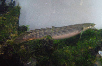 ポリプテルスの飼育上の注意